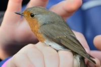 Vítání ptačího zpěvu