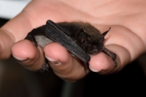 Mezinárodní noc pro netopýry