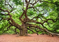 Žáci 4.A v Libverdě na programu stromy a keře