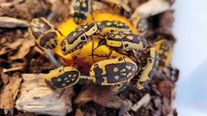 Nejnovější přírůstek v učebně přírodopisu