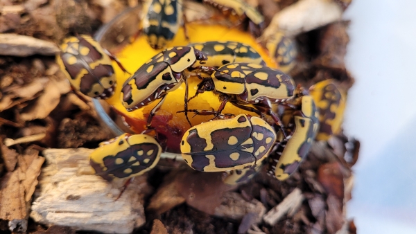 Nejnovější přírůstek v učebně přírodopisu